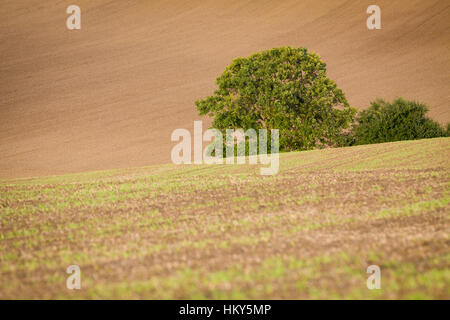 Ondulati campi marrone, Moravia Repubblica Ceca Foto Stock