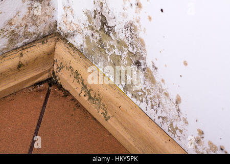 Stampo e accumuli di umidità sulla parete d'angolo di una casa. Foto Stock