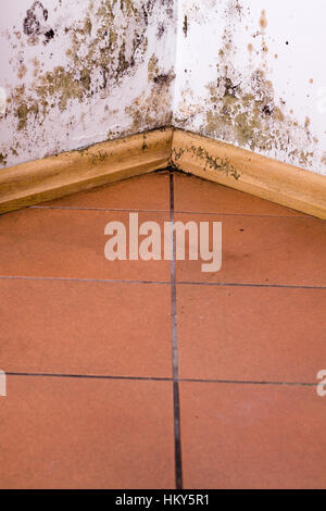 Stampo e accumuli di umidità sulla parete d'angolo di una casa. Foto Stock