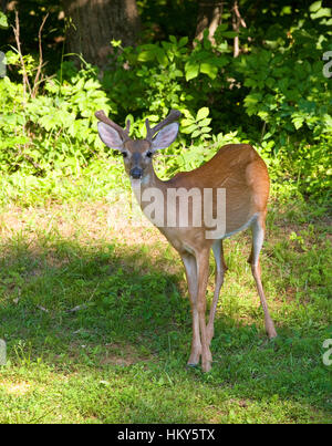 Culbianco deer buck nei pressi di una foresta con la bocca aperta Foto Stock