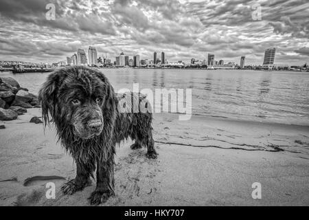 Ho scoperto questo Terranova marrone vicino a sbarco dei traghetti in Coronado, CA. Sto abbastanza bene con i cani ma questo vecchio ragazzo non guardare a me non importa wh Foto Stock