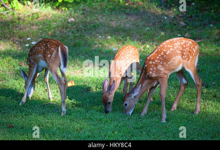 Tre culbianco deer cerbiatti, in macchie sull'erba Foto Stock