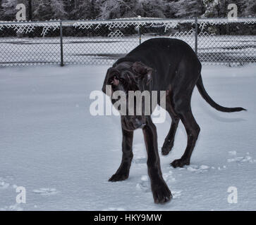 Nero alano che è fuori in una neve fredda Foto Stock