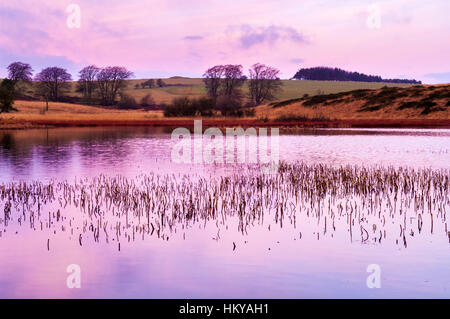 Un inverno di visualizzare all'alba di Waldergrave Piscina vicino Priddy su Mendip Hills Somerset in Inghilterra. Foto Stock