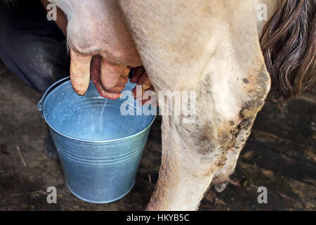 La mungitura di una mucca da parte di close-up. Mucca in piedi nel corral. Foto Stock