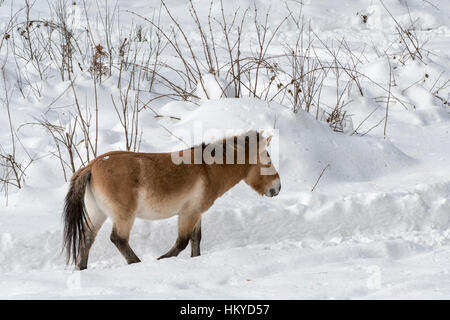 Cavallo di Przewalski (Equus ferus przewalskii) nativa per le steppe della Mongolia, Asia centrale nella neve in inverno Foto Stock