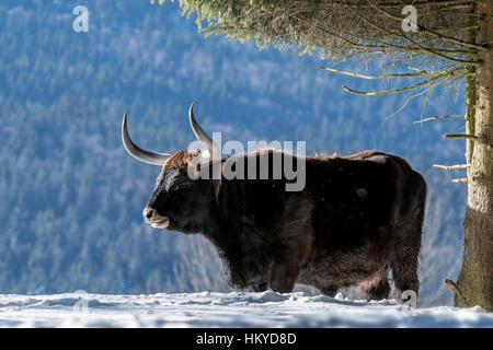 Bovini di Heck (Bos domesticus) bull sotto agli alberi nella neve in inverno. Tentativo di razza torna l'estinto uro (Bos primigenius) Foto Stock