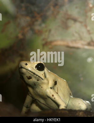 Golden poison dart frog (Phyllobates terribilis) Foto Stock