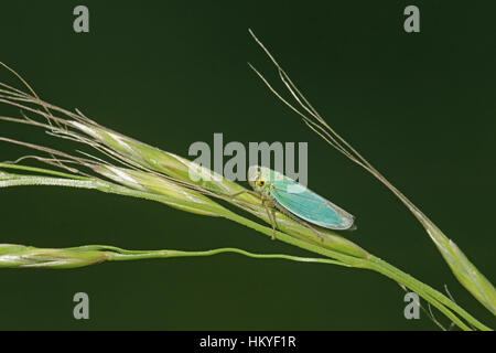 Leafhopper verde (Cicadella viridis) Foto Stock