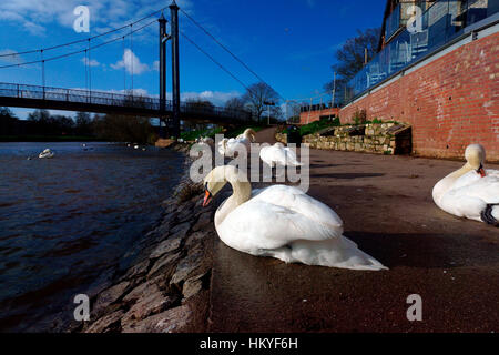 SWAN'S sul lato della banchina Foto Stock