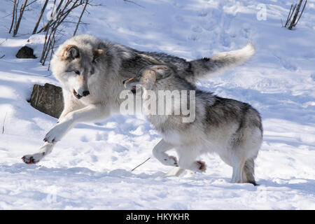 Due Lupi di legname in riproduzione. Foto Stock