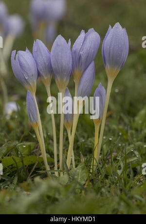 Il Monte Athos crocus, Crocus pulchellus in fiore sul panno giornata di ottobre, est della Grecia. Foto Stock