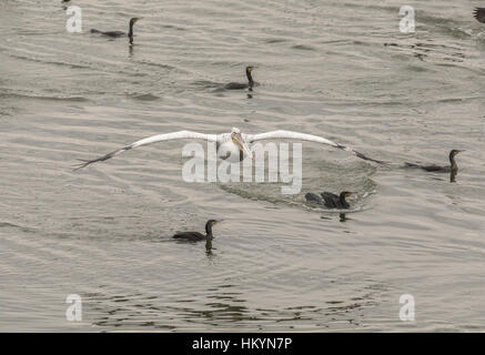 Pellicani bianchi e cormorani in comune nella frenesia, inseguendo un branco di pesci; il lago di Kerkini, Grecia. Foto Stock