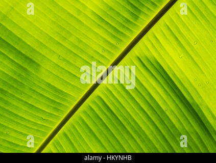 Dettaglio del verde retroilluminato banana leaf come visto dal di sotto, India Foto Stock