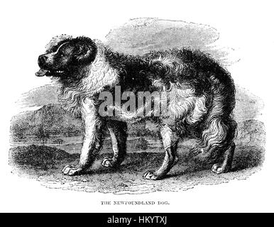 Cane di Terranova. Xix secolo incisione da 'popolari di Storia Naturale" pubblicato nel 1866. Foto Stock