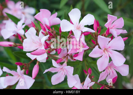 Set di boccioli di fiori su bussole di sfumature pastello Foto Stock