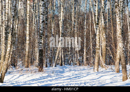 Sunlut coperta di neve la betulla gli alberi in una foresta di inverno in una giornata di sole. Neve fresca. Ombre blu. Foto Stock