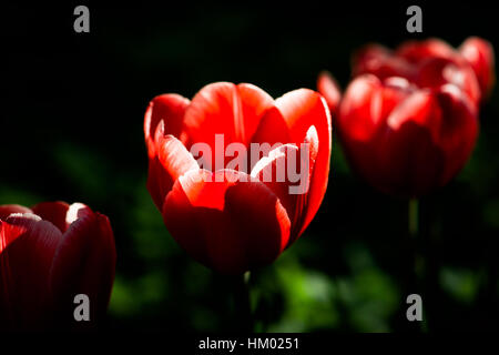 Tre rossi tulip fiori in una fila diagonale. Fiori soleggiati contro verde scuro e sfondo nero. Tasto basso fotografia. Giochi di luce e ombra. Spri Foto Stock