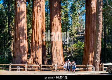 Famiglia prende le immagini nella parte anteriore di giganteschi alberi di sequoia al Grant Grove in Kings Canyon National Park, California, Stati Uniti d'America. Foto Stock
