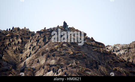 MONTEREY, CALIFORNIA, STATI UNITI - Ott 6, 2014: Bird Rock è uno dei più popolari soste lungo la 17-Mile Drive. Ci sono centinaia di uccelli, porto foche e leoni di mare . Foto Stock