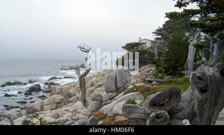 MONTEREY, CALIFORNIA, STATI UNITI - Ott 6, 2014: il Lone Cypress, visto dal 17 Mile Drive, Pebble Beach, CA USA, lungo la Pacific Coast Highway, vista panoramica Hwy n. 1 Foto Stock