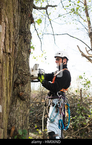 Lumberjack con chainsaw e il sistema di cavi la potatura di un albero. Foto Stock