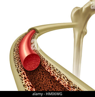 Midollo osseo salute e osteoporosi concetto all'interno di un sano anatomia con forte tessuto normale come un icona per ortopedia e ortopedista con 3D il Foto Stock