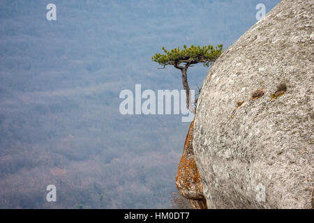 Lonely pino sulle rocce in alto Foto Stock