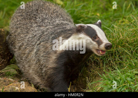 Ululano Badger (Meles meles) Berkshire REGNO UNITO Foto Stock