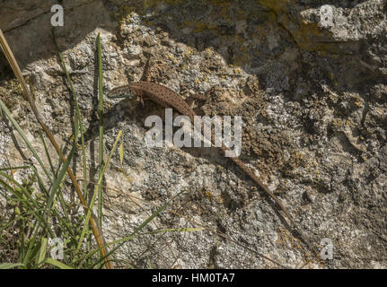 Un algyroides dalmata, Algyroides nigropunctatus crogiolarsi sulla roccia in autunno, Vikos, Grecia. Foto Stock