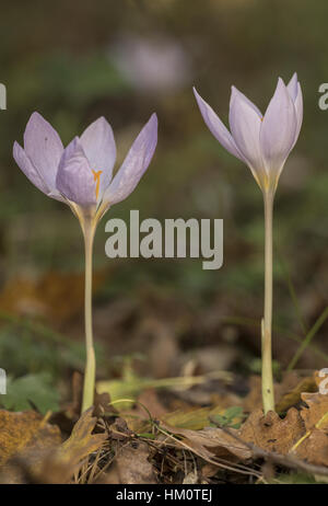 Un autunno-fioritura di crochi, Crocus robertianus in fiore nel bosco di luce, Grecia del nord. Foto Stock