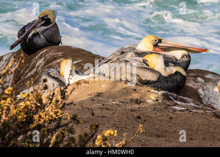 California pellicani marroni sulle scogliere rocciose lungo la jolla costa in san diego Foto Stock