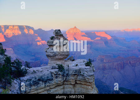 Duck su un punto di vista di roccia nel tardo pomeriggio presso il Parco Nazionale del Grand Canyon South Rim Foto Stock