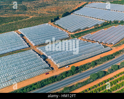 Vista aerea di frutta e di alberi di arancio Plantation, Spagna Foto Stock