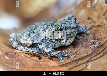 Gray treefrog (Hyla versicolor) Foto Stock