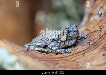 Gray treefrog (Hyla versicolor) Foto Stock
