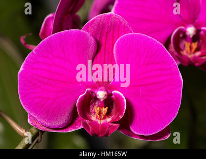 Phalaenopsis o Moth Orchid' Foto Stock