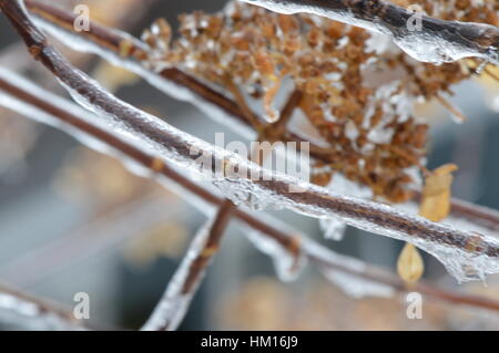 Fiore morto dopo la tempesta di neve Foto Stock