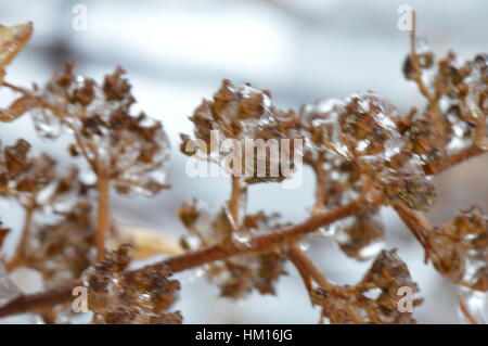 Fiore morto dopo la tempesta di neve Foto Stock