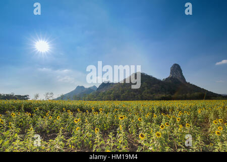 Campo di girasoli con la montagna e sole in Lopburi, Thailandia Foto Stock