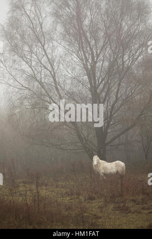 Wild montagna Carneddau Ponies abituati alle umide condizioni di nebbia nelle colline del Galles vicino al villaggio di Lixwm. Foto Stock