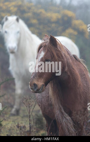 Flintshire, Wales, Regno Unito. 31 gennaio, 2017. Wild montagna Carneddau Ponies abituati alle umide condizioni di nebbia nelle colline del Galles vicino al villaggio di Lixwm. Il pony sono state rehomed nella zona che è un SSSI per mantenere la crescita della vegetazione nella zona per consentire le orchidee selvatiche e di altre specie di protezione a prosperare Credito: DGDImages/Alamy Live News Foto Stock