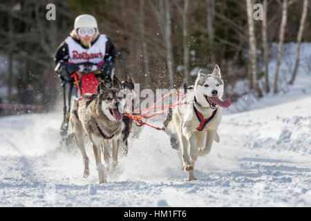 Todtmoos, Baden-Wuerttemberg, Germania - 28 Gennaio 2017: internazionale di corsa di cani da slitta a Todtmoos / Foresta Nera. Vista frontale di slitte trainate da cani con femmina musher in background. Foto Stock