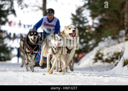 Todtmoos, Baden-Wuerttemberg, Germania - 28 Gennaio 2017: internazionale di corsa di cani da slitta a Todtmoos / Foresta Nera. Vista frontale di slitte trainate da cani con maschio musher in background. Foto Stock