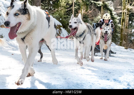 Todtmoos, Baden-Wuerttemberg, Germania - 28 Gennaio 2017: internazionale di corsa di cani da slitta a Todtmoos / Foresta Nera. Vista frontale di slitte trainate da cani con maschio musher scalare la collina. Foto Stock