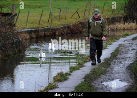 Bolton, Lancashire, Regno Unito. 31 gennaio, 2017. Un panno di malinconia giorno per i cigni e walkers uguali lungo il Bolton, Bury e Manchester Canal, Bolton, Lancashire. Foto di Paolo Heyes, martedì 31 gennaio, 2017. Credito: Paolo Heyes/Alamy Live News Credito: Paolo Heyes/Alamy Live News Foto Stock