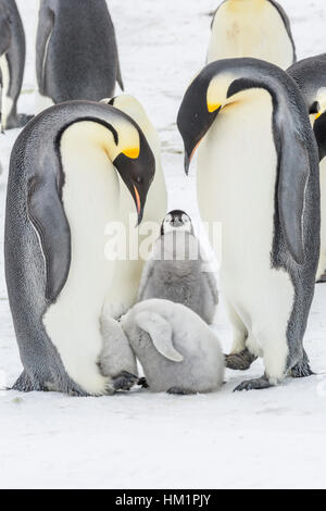 Gould Bay, il Mare di Weddell, Antartide. 17 Nov, 2016. Due Pinguini imperatore pulcini hanno le loro teste all'interno di una sacca di covata per mantenere in caldo. La custodia di covata è il luogo in cui l'uovo è incubato e pulcino prima si sviluppa. Dato un pinguino imperatore può avere solo un uovo è raro vedere una covata sacca essendo condivisa anche se temporaneamente. * Si prega di notare LIVE NEWS si applicano i tassi di credito*: Roger Clark/Alamy Live News Foto Stock