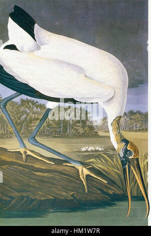 Il dipinto di John James Audubon della cicogna americana è un pezzo iconico che mostra la forma aggraziata e la bellezza naturale dell'uccello. Audubon, rinomato per le sue dettagliate raffigurazioni della fauna selvatica nordamericana, cattura la cicogna nel suo ambiente naturale. Questo lavoro esemplifica l'impegno di Audubon per una rappresentazione realistica e la conservazione della fauna attraverso l'arte. Foto Stock