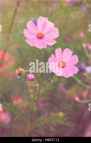 Cosmos bipinnatus Cosmo Rosa fiore tra pisello dolce fiori Foto Stock