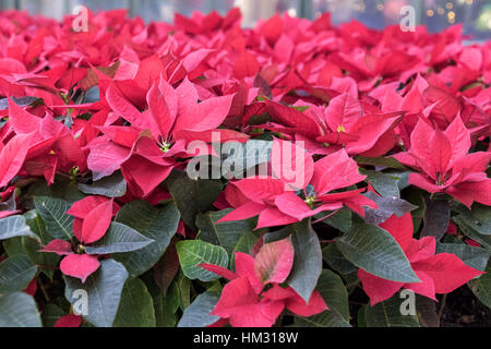 Poinsettia piante in un letto grande Foto Stock